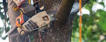 Best Weed Control  in Clinton, MD