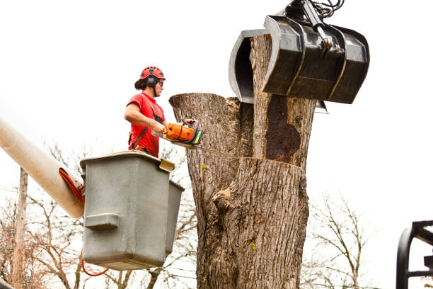 Trusted Clinton, MD Tree Care Experts
